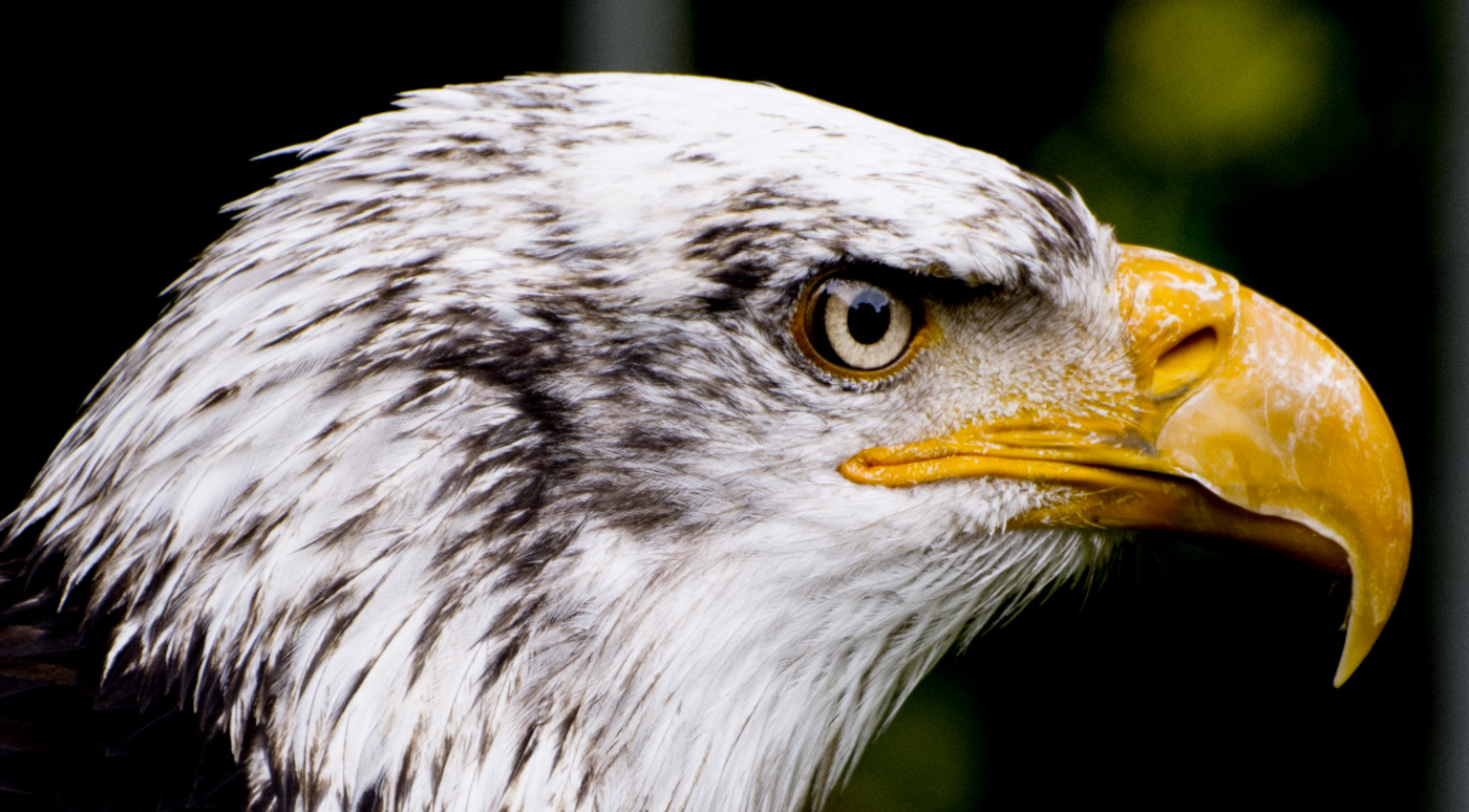 Weißkopfseeadler