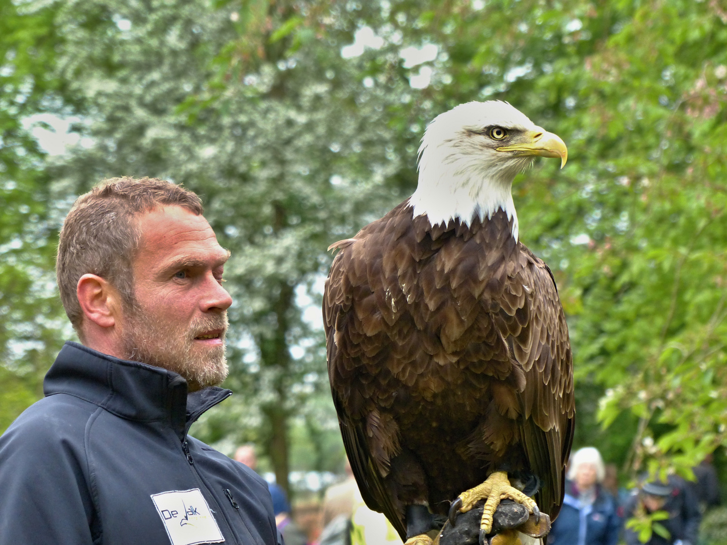 Weißkopfseeadler