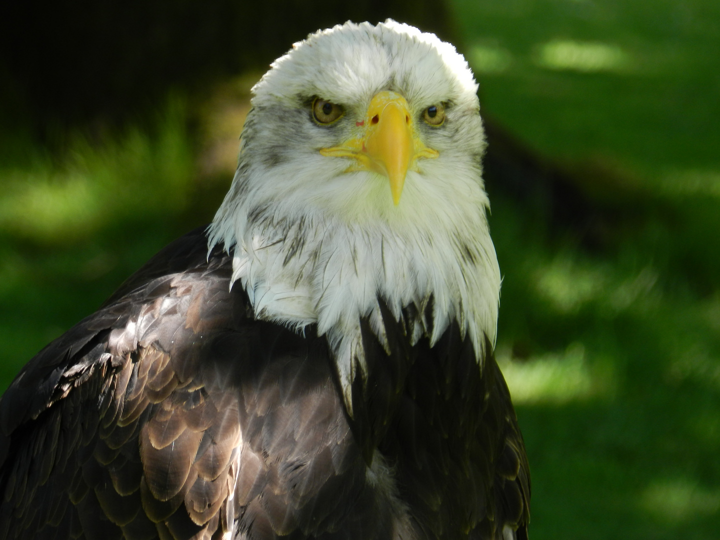 Weißkopfseeadler