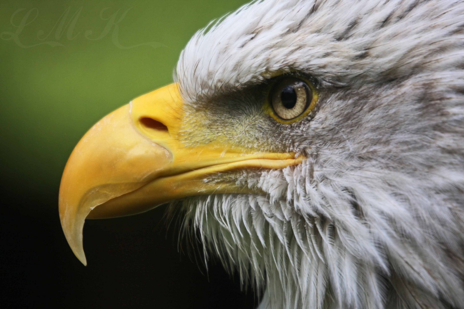 Weißkopfseeadler