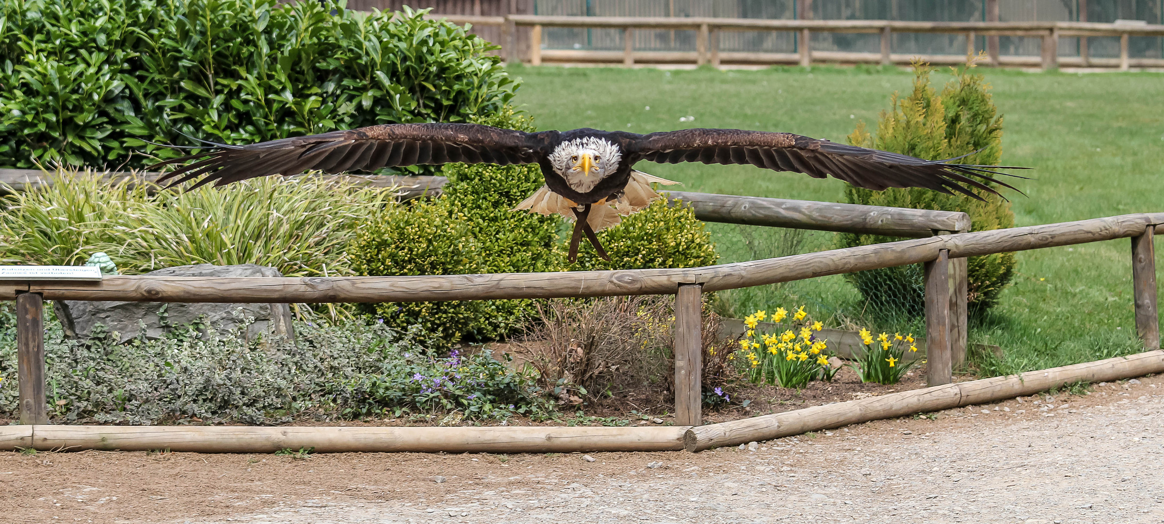 Weißkopfseeadler