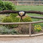 Weißkopfseeadler