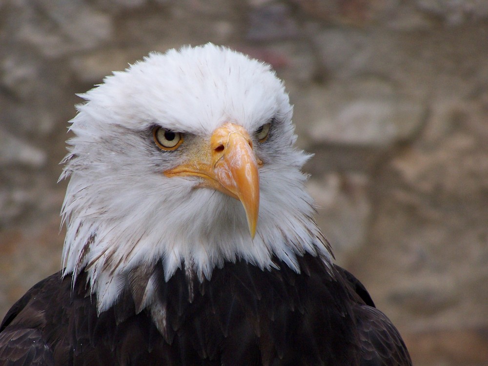 Weißkopfseeadler