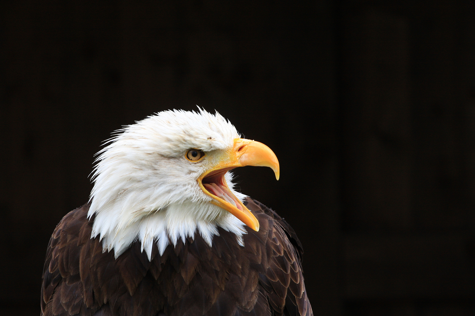 Weißkopfseeadler