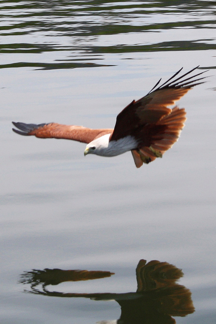 Weißkopfseeadler