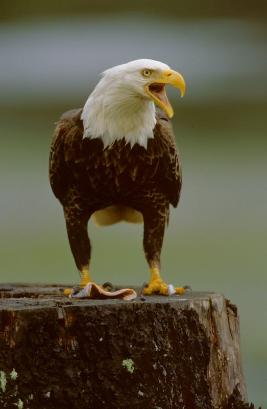 Weisskopfseeadler