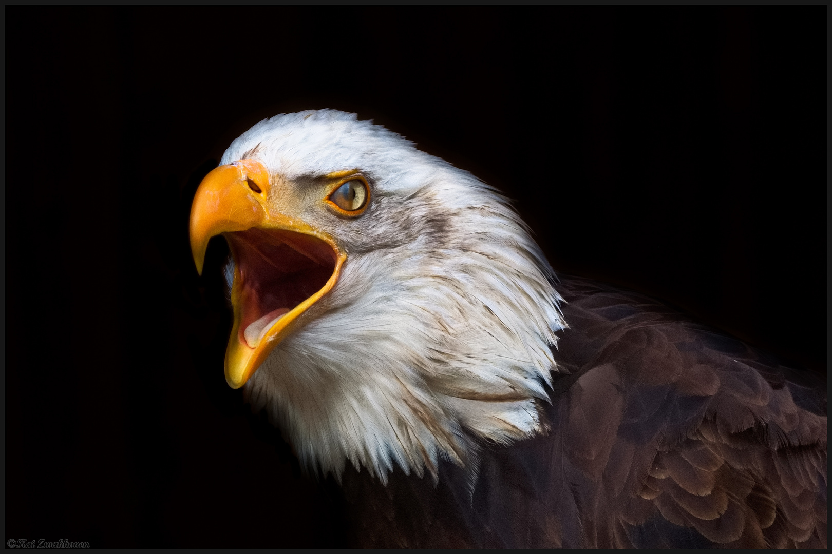 Weißkopfseeadler