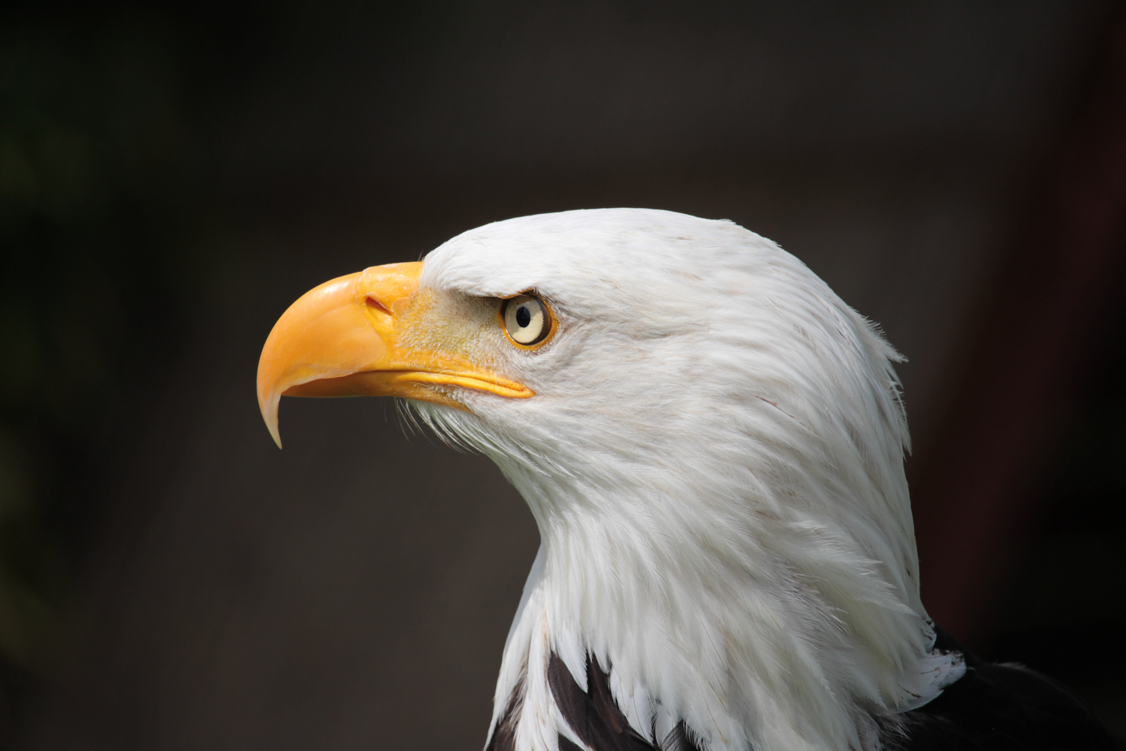 Weisskopfseeadler