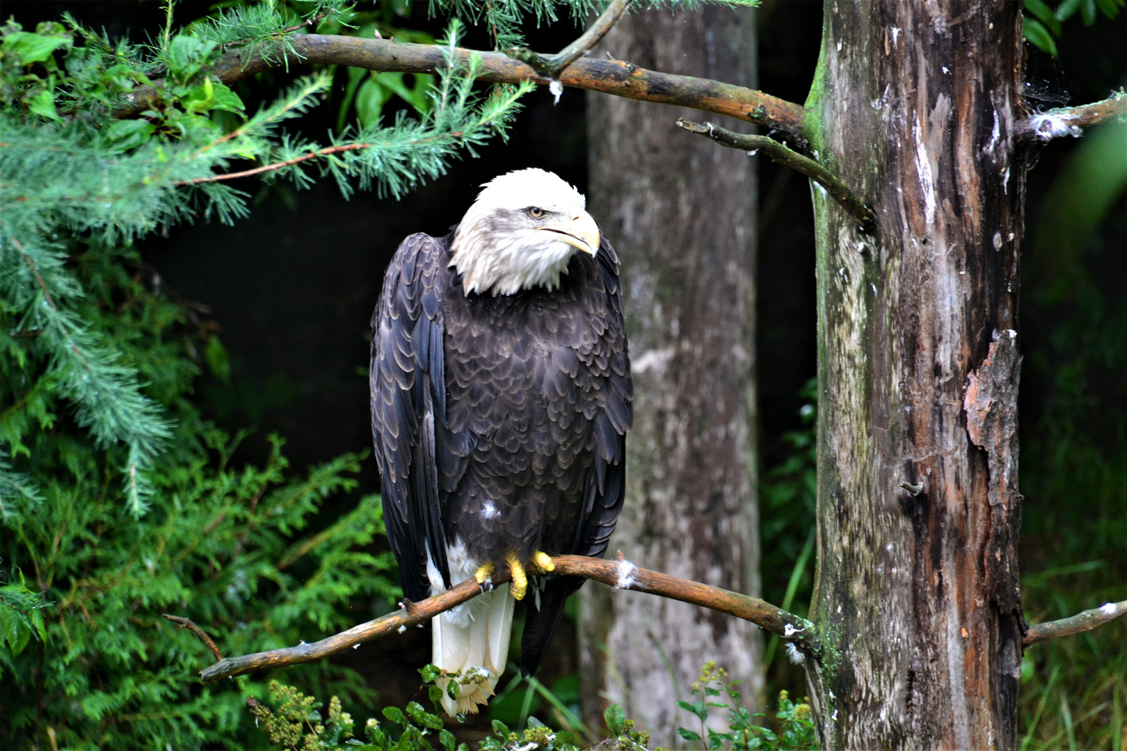 Weißkopfseeadler