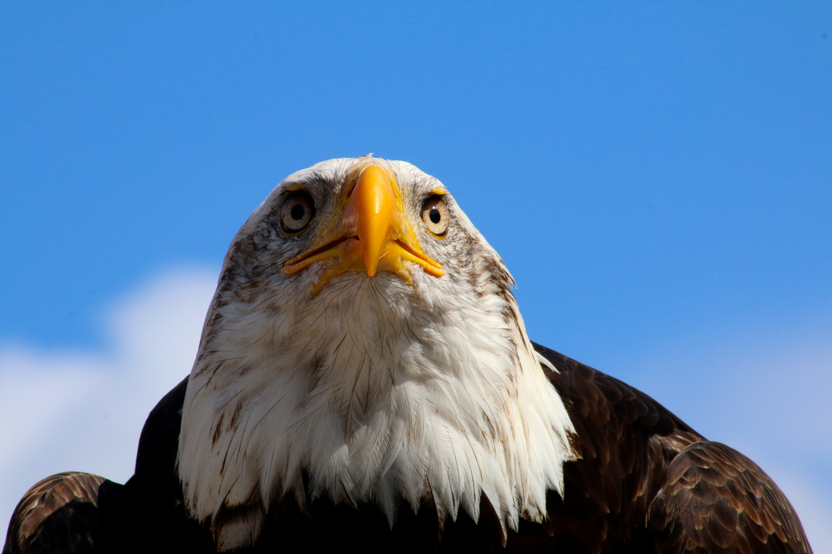 Weißkopfseeadler