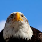 Weißkopfseeadler