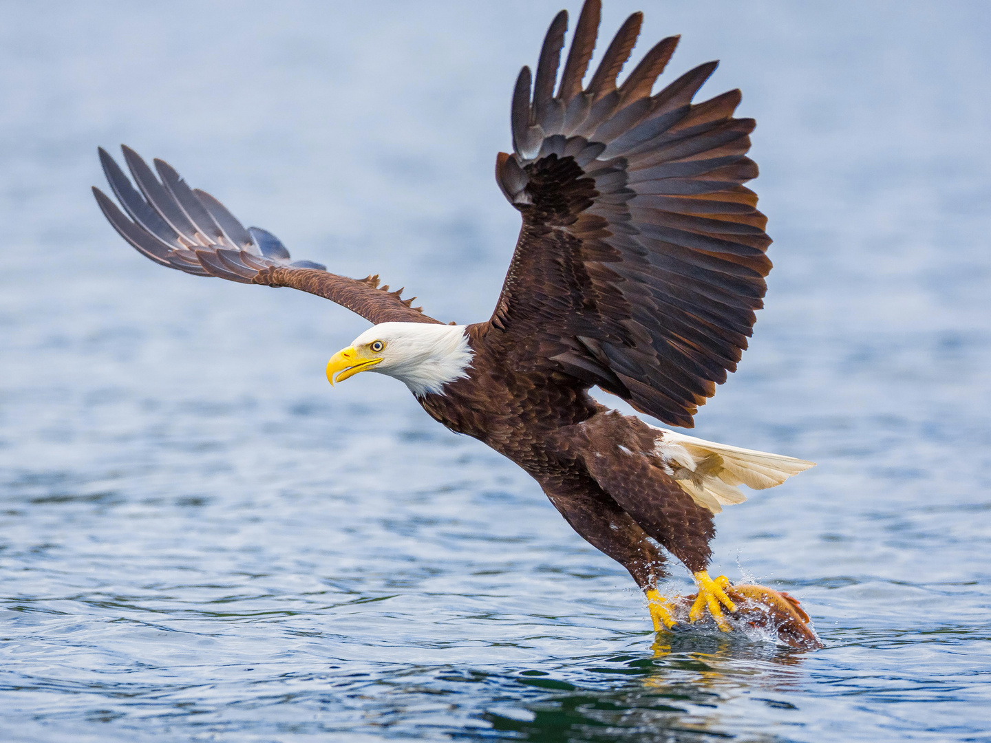 Weisskopfseeadler