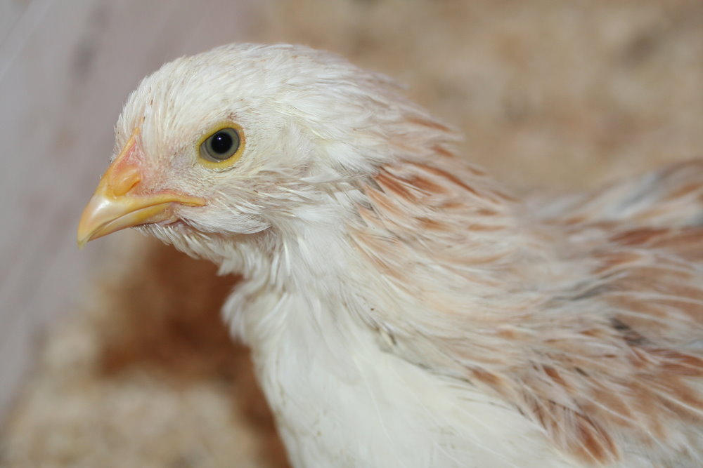 "Weißkopfseeadler"