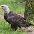 Weißkopfseeadler