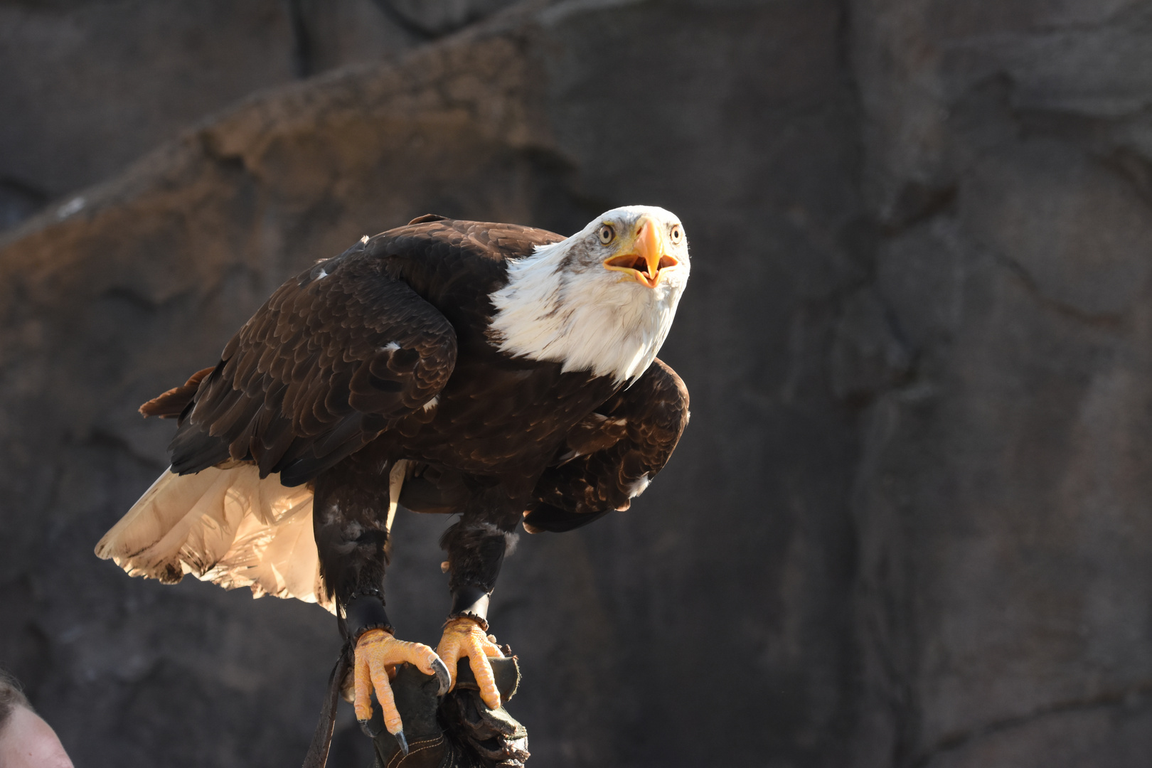 Weißkopfseeadler Dame Viktoria