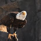 Weißkopfseeadler Dame Viktoria