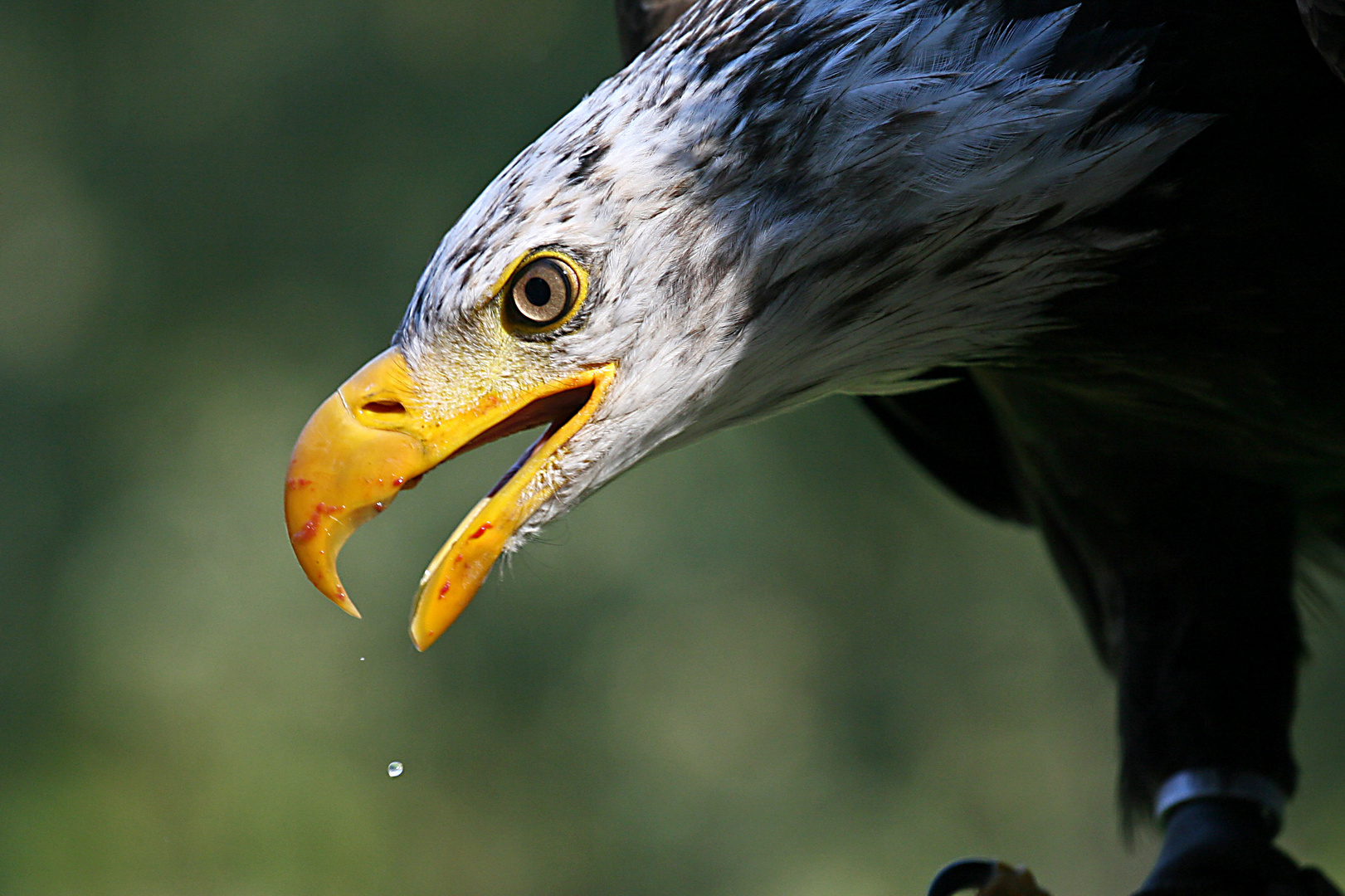 Weisskopfseeadler - Das war lecker ;-)