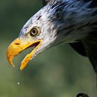 Weisskopfseeadler - Das war lecker ;-)