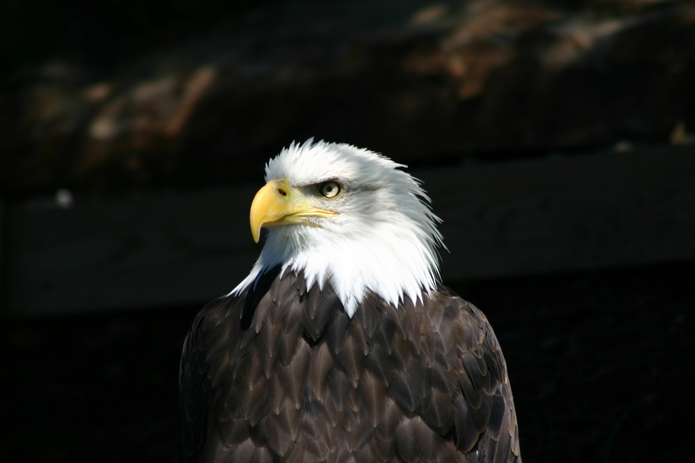 Weisskopfseeadler