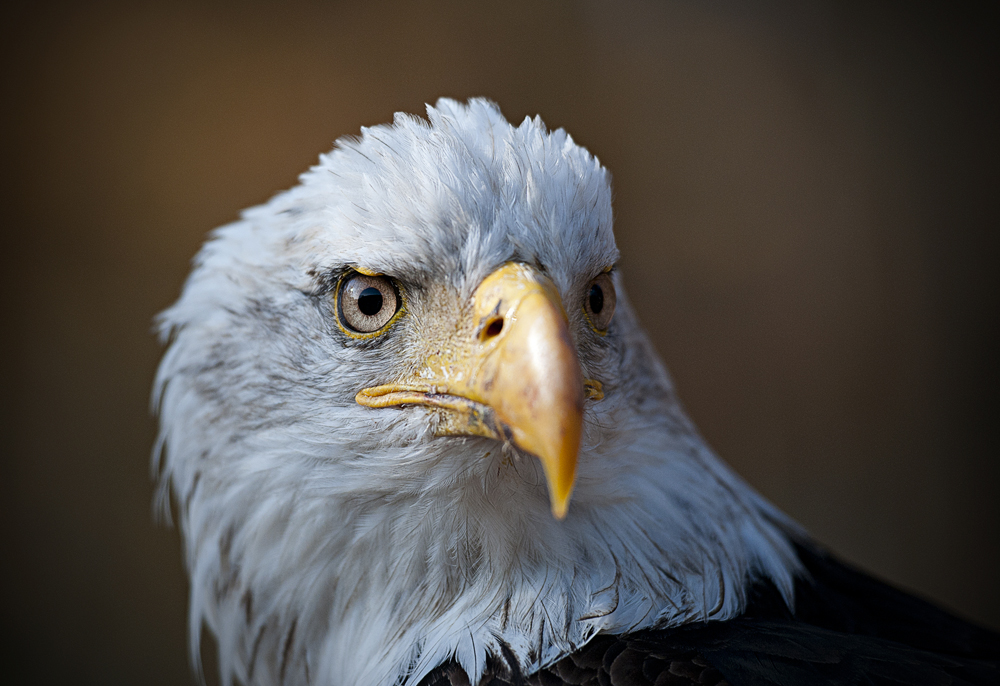 Weißkopfseeadler