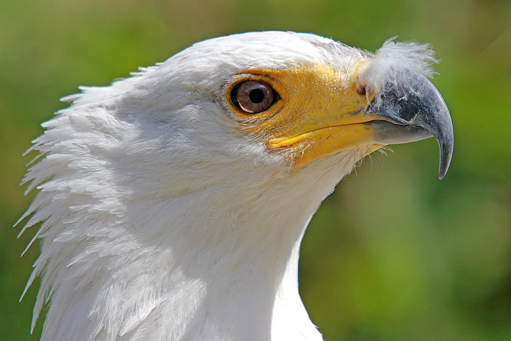 Weißkopfseeadler