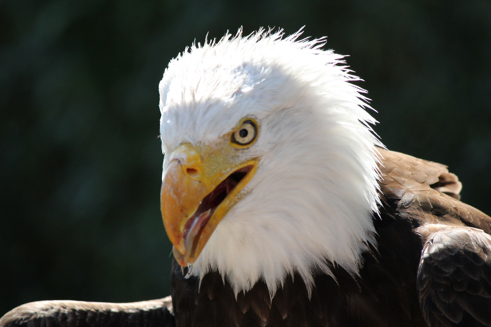 Weißkopfseeadler