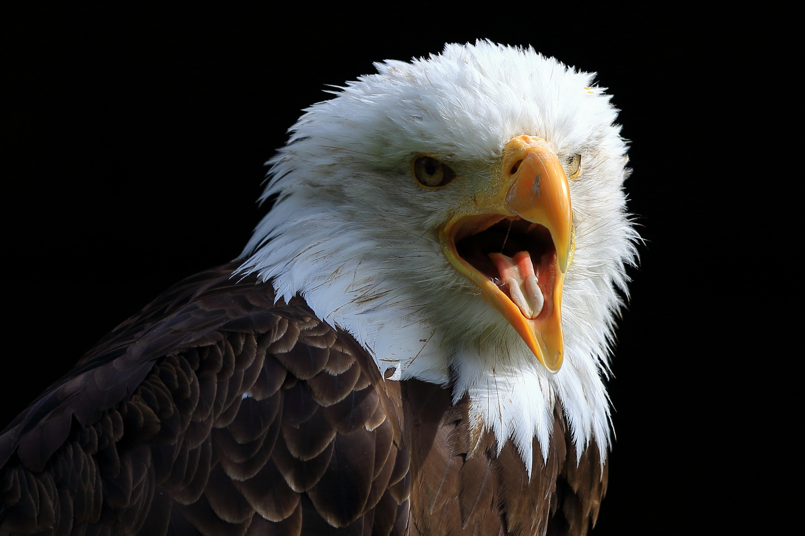 Weißkopfseeadler