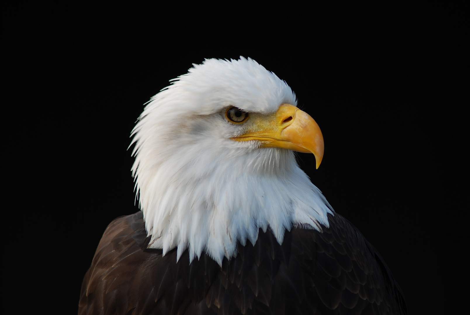 Weißkopfseeadler