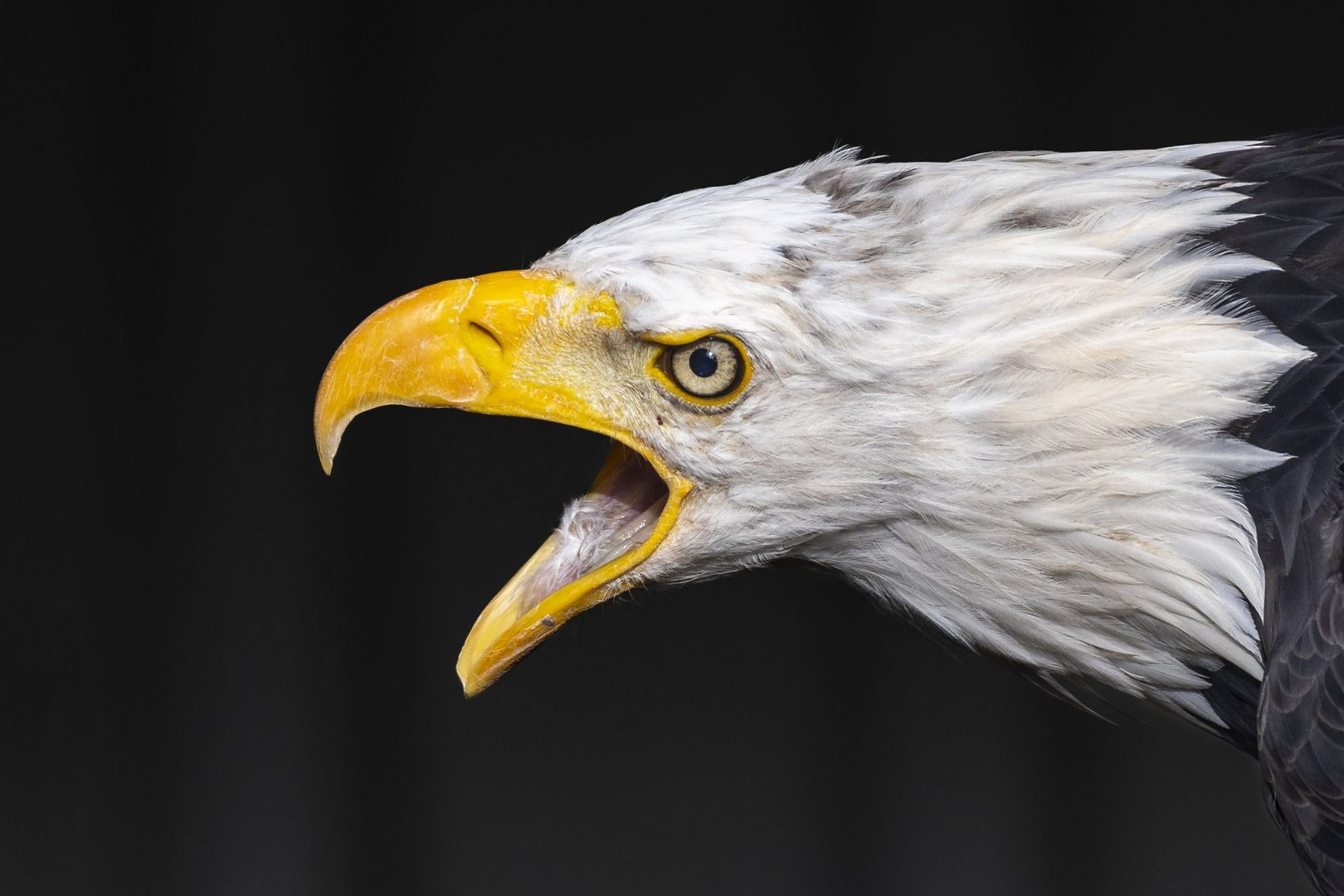 Weisskopfseeadler