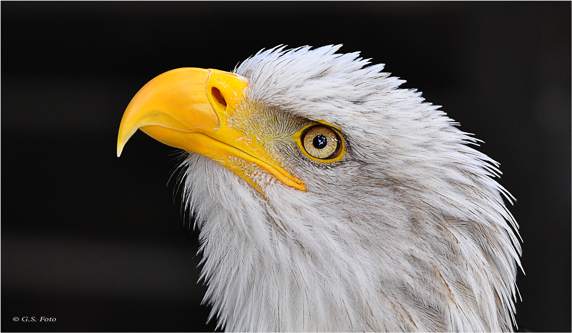 Weißkopfseeadler