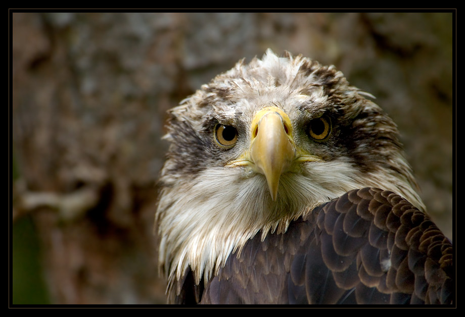 Weisskopfseeadler