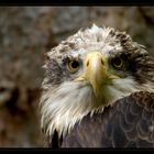 Weisskopfseeadler