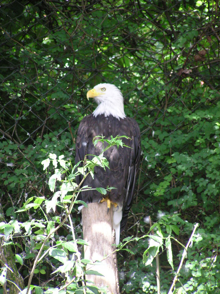 Weißkopfseeadler