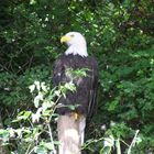 Weißkopfseeadler