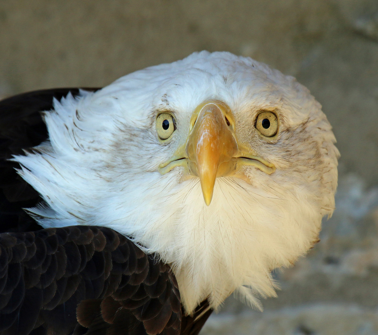 Weißkopfseeadler: Der Herrscher der Lüfte