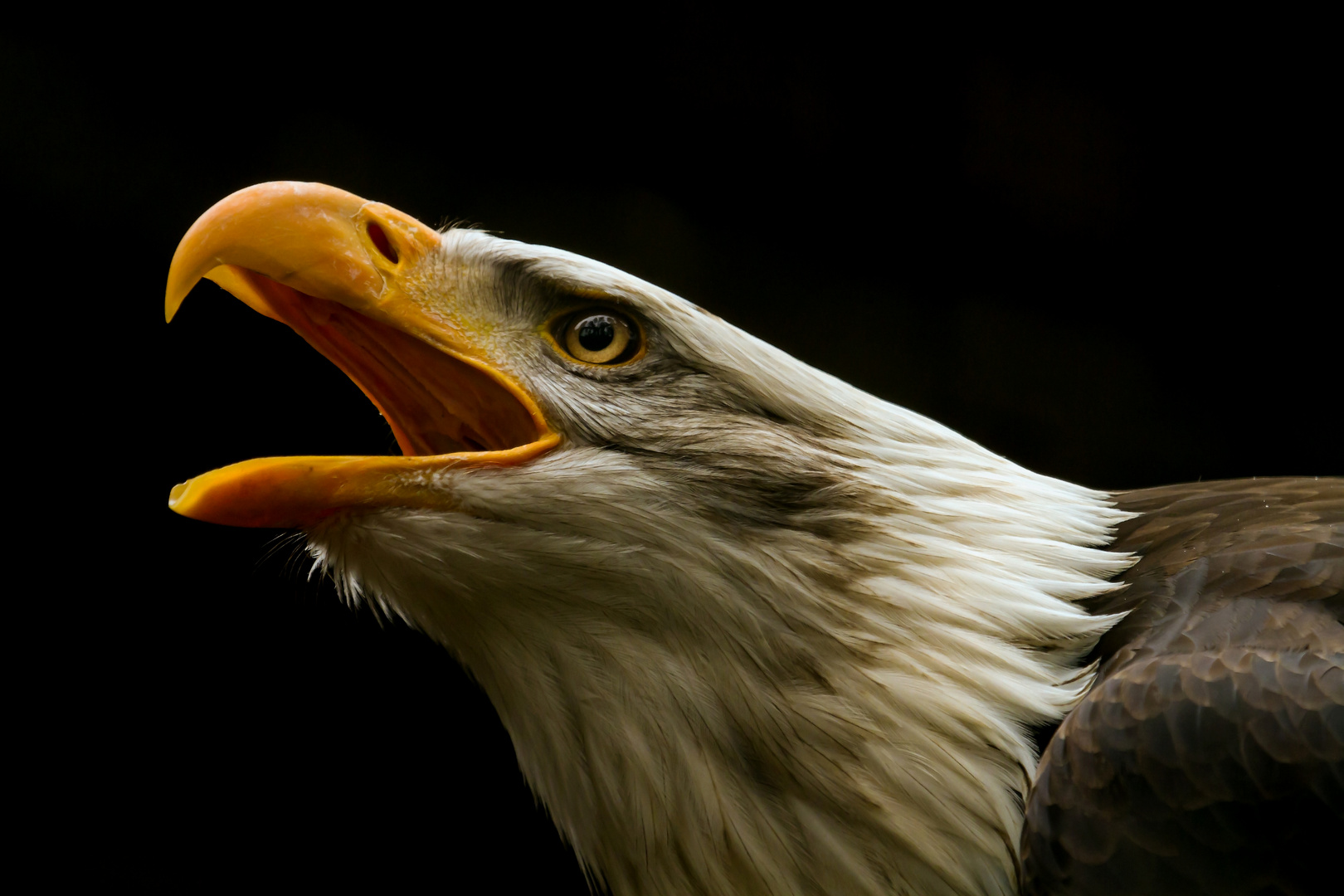 Weißkopfseeadler .....der "Schreihals"