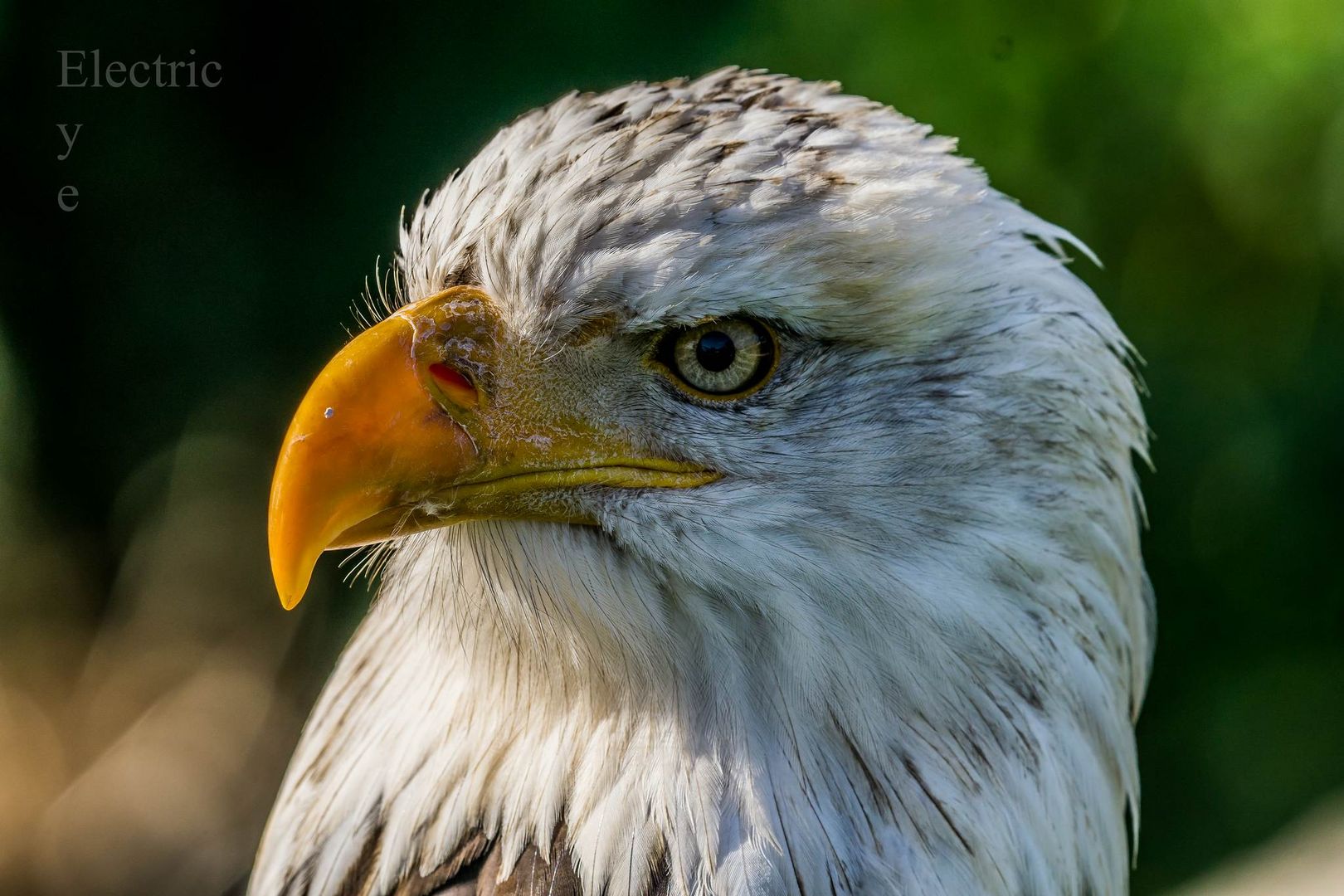 Weisskopfseeadler