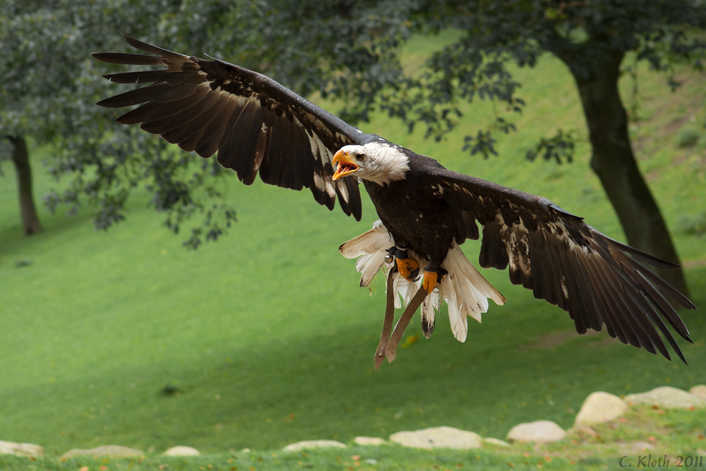 Weißkopfseeadler