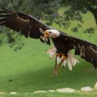 Weißkopfseeadler