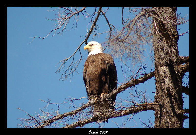 Weißkopfseeadler