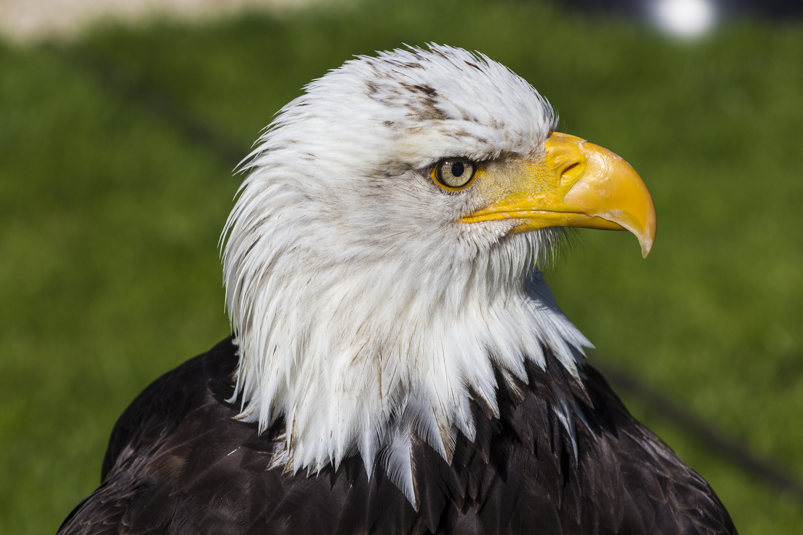 Weißkopfseeadler Diva