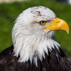 Weißkopfseeadler Diva