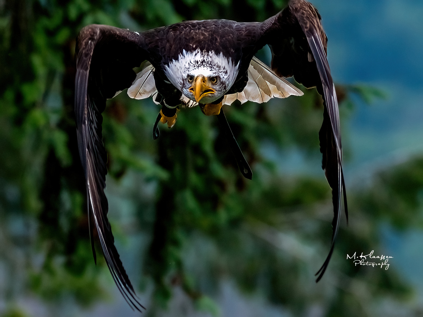 Weißkopfseeadler Donald :-)