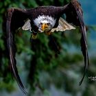 Weißkopfseeadler Donald :-)