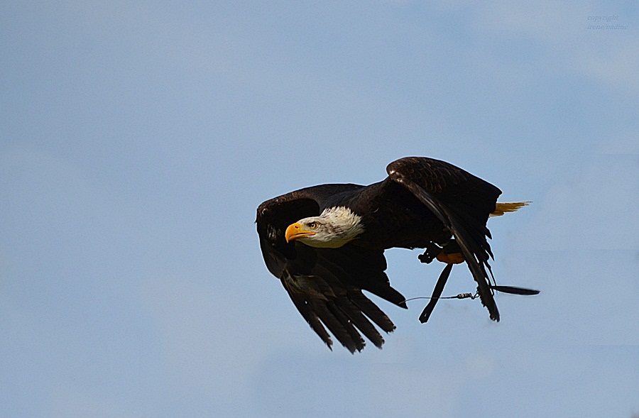 Weißkopfseeadler ... dynamik pur !!!