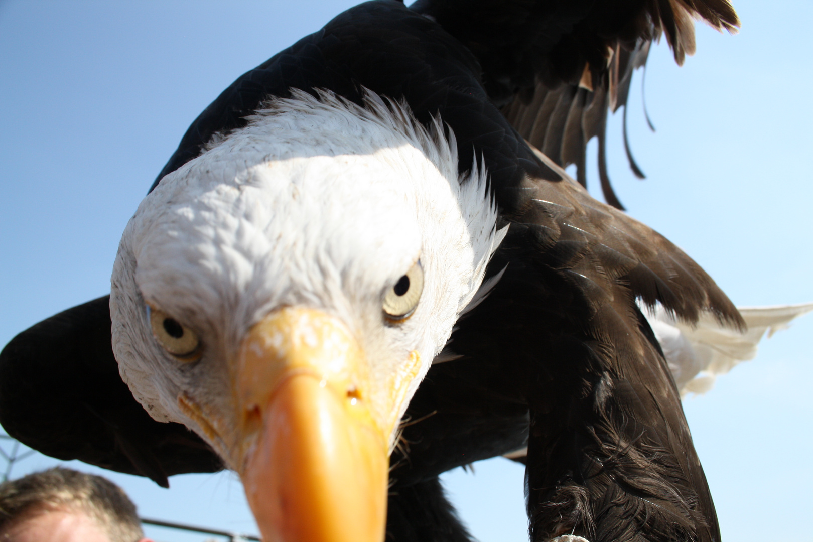 Weißkopfseeadler