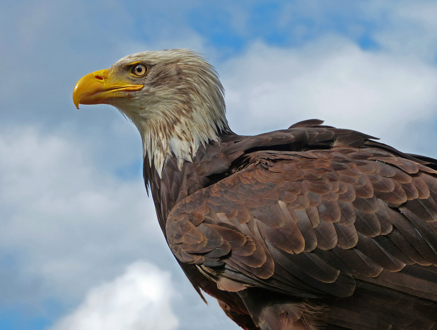 Weißkopfseeadler