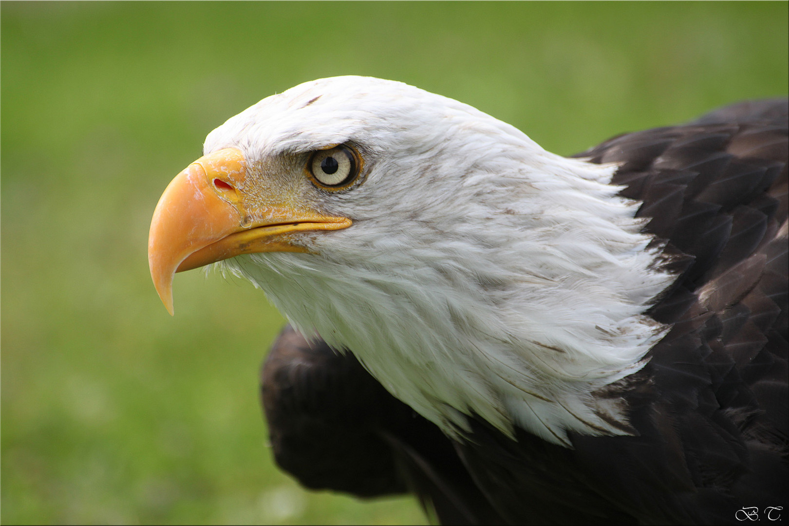 Weißkopfseeadler