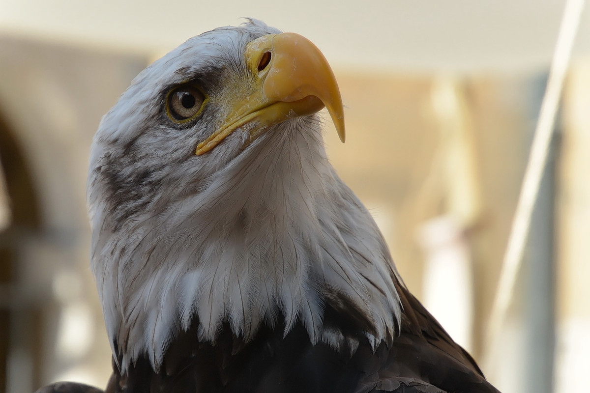 Weißkopfseeadler