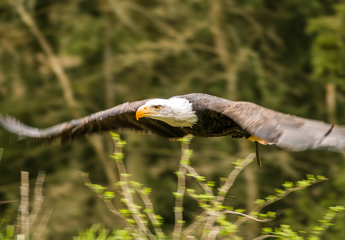 Weißkopfseeadler